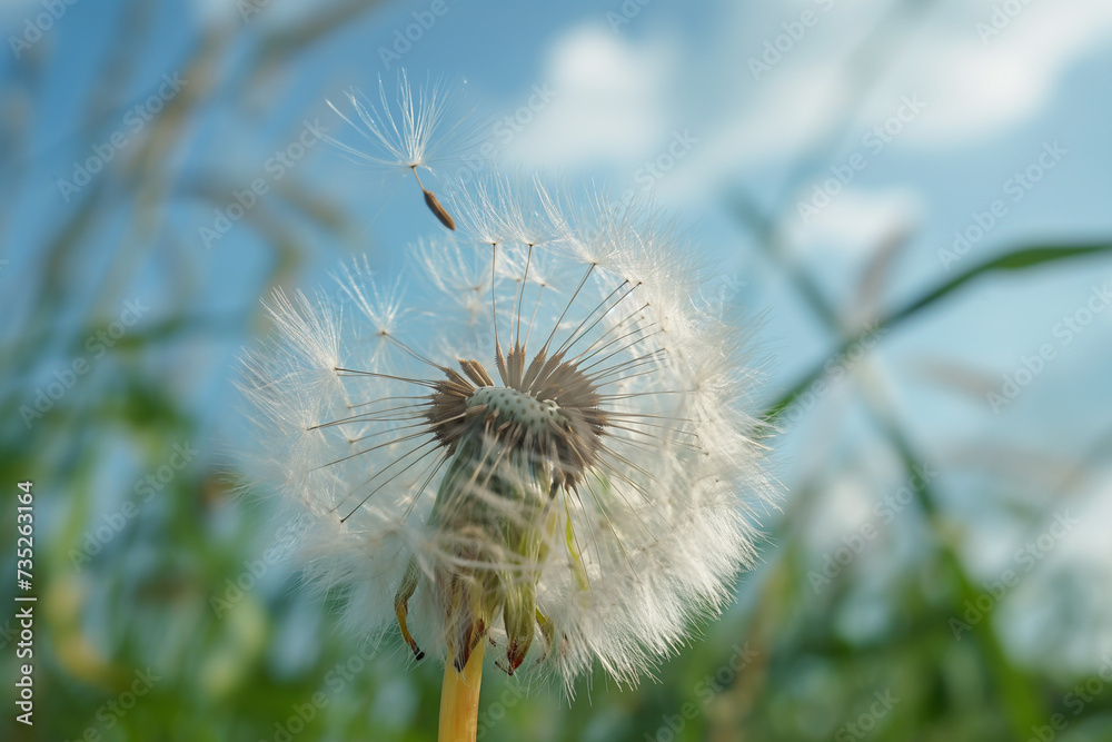 dandelion with wind coming up