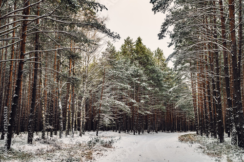 Fototapeta Naklejka Na Ścianę i Meble -  Zima