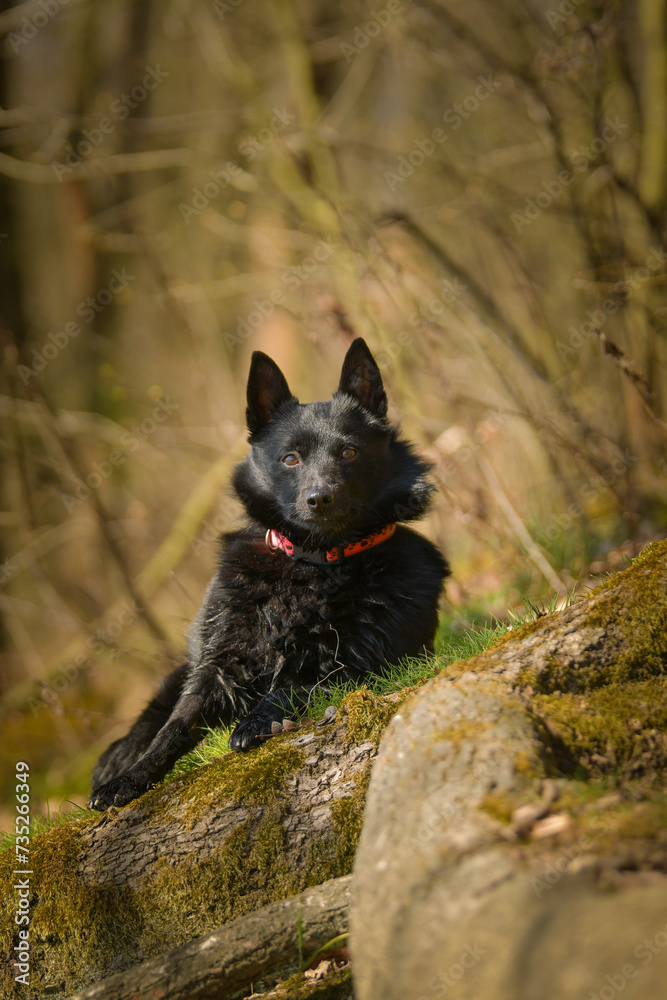Young female of schipperke is laying in grass. She has so nice face. She is so patient model.
Young female of schipperke is laying in grass. She has so nice face. She is so patient model.