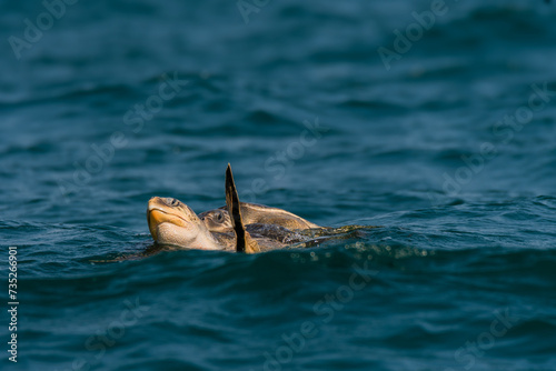 Olive Ridley Turtles mating in the sea near Odisha, India. photo