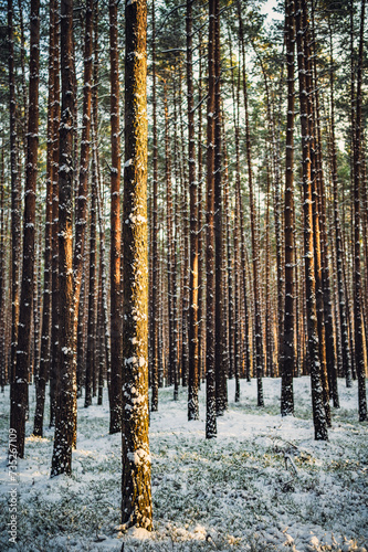 Fototapeta Naklejka Na Ścianę i Meble -  Zima
