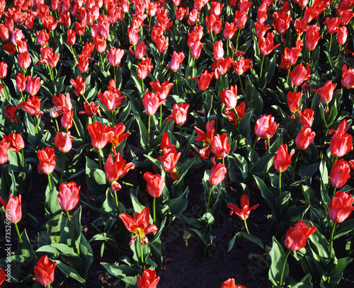 red and yellow tulips