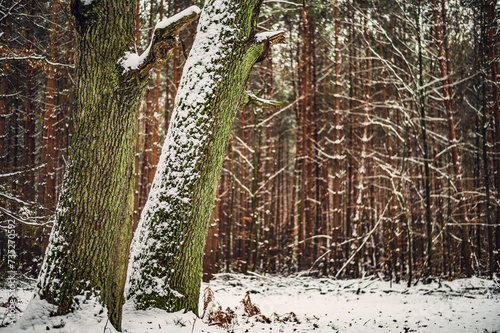 Fototapeta Naklejka Na Ścianę i Meble -  Zima