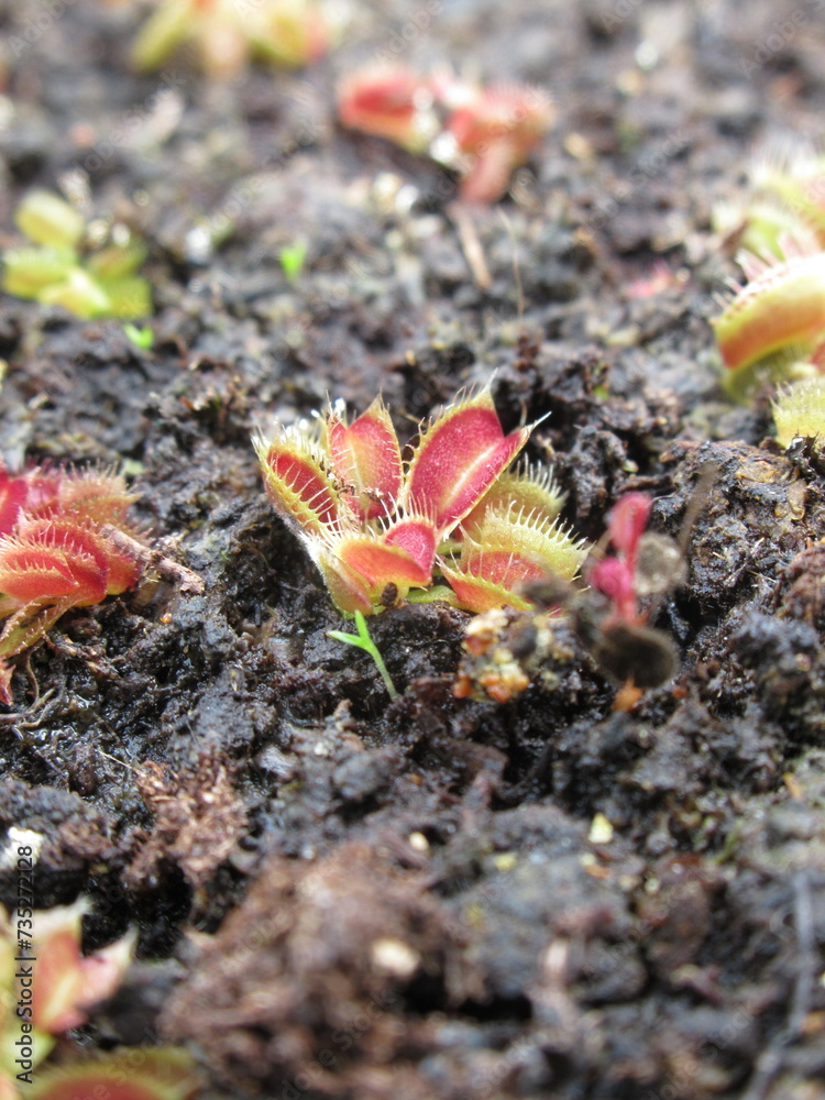 Zbliżenie na miniaturowe siewki muchołówki Dionaea Zbliżenie na miniaturowe siewki muchołówki Dionaea