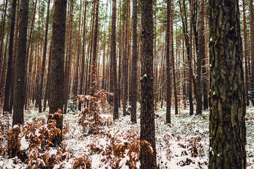 Fototapeta Naklejka Na Ścianę i Meble -  Zima