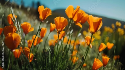 Breathtaking Orange Poppy Flower Field AI Generated.