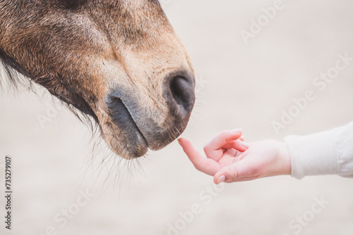 Mensch & Pferd photo