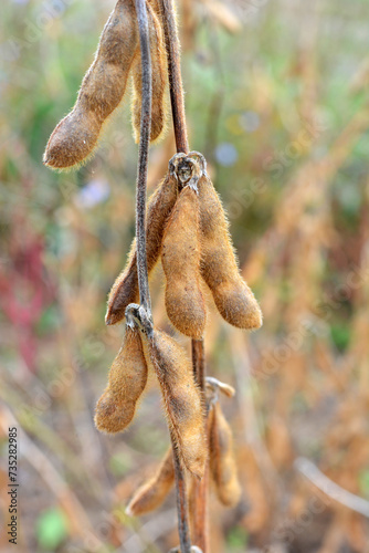 Soybeans ripen on the farmer's field © orestligetka