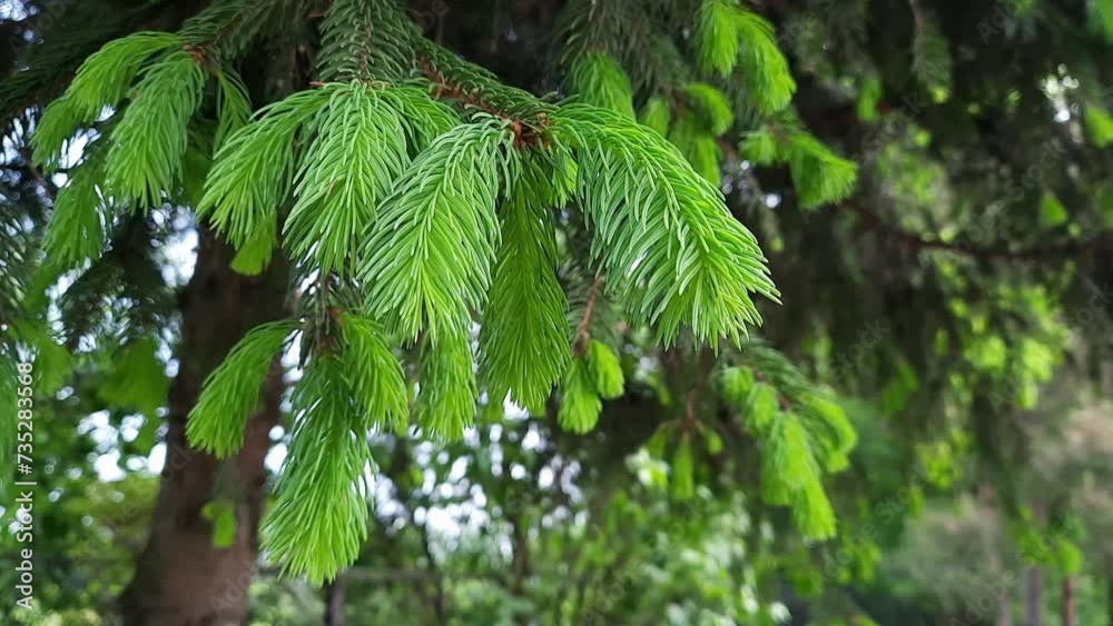 Pine branch with fresh green shoots sways in the wind. Young spring needles of a coniferous tree close-up. Fresh spruce branch in spring forest.