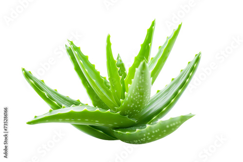 Miracle Plant Aloe Vera on Transparent Background, PNG