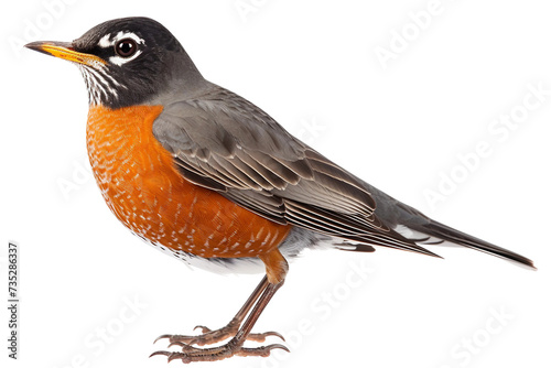 American Robin in Flight on Transparent Background, PNG