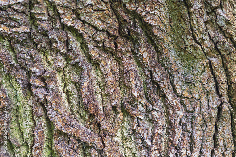Oak tree bark, close up, can be used as background Oak tree bark, close up, can be used as background