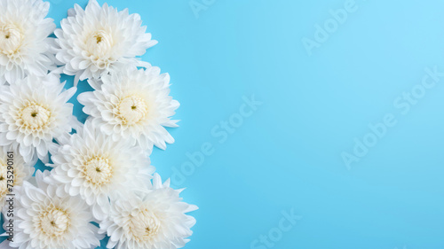 White chrysanthemum flowers on blue background, top view