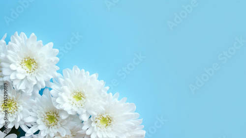 White chrysanthemum flowers on blue background. Copy space.