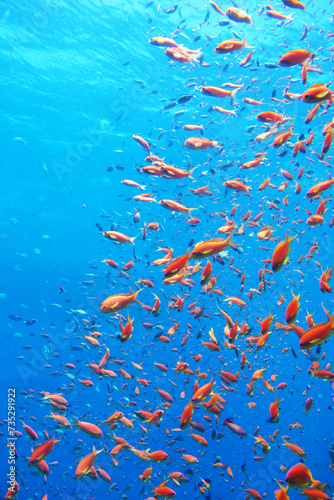 Many red fish. Red sea coral reef diving background. Underwater world scuba dive experience. Orange fish shoal colorful texture. photo