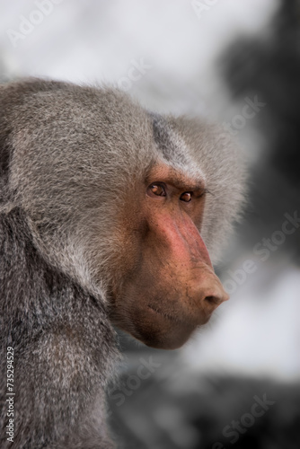 portrait of baboon photo