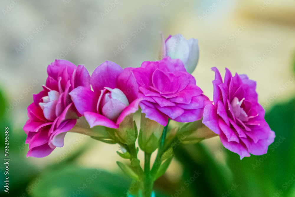Flower. Kalanchoe. A house plant. Gardening. A greeting card Flower. Kalanchoe. A house plant. Gardening. A greeting card