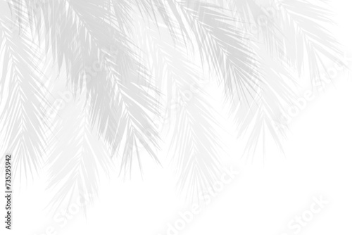 Realistic palm branches leaf shadow on white background. Shadow effect overlay from tropical plants