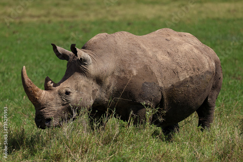 a white rhino in the nationalpark of Nairobi