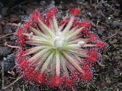 Zbli  enie na czerwone rozety drosera aff. lanata