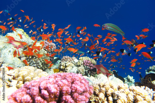 Many red fish. Red sea coral reef diving background. Underwater world scuba dive experience. Orange fish shoal colorful texture. Group of exotic fishes.