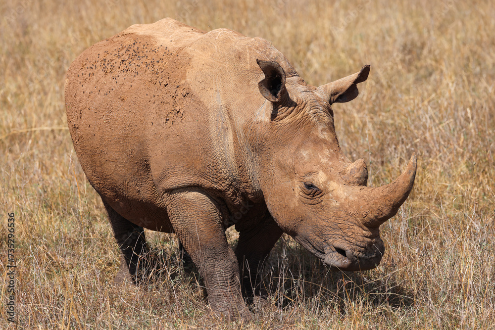Obraz premium a white rhino in the nationalpark of Nairobi