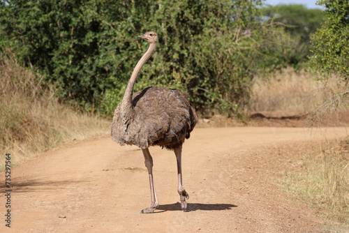 female ostrich on a dust road in Nairobi NP photo