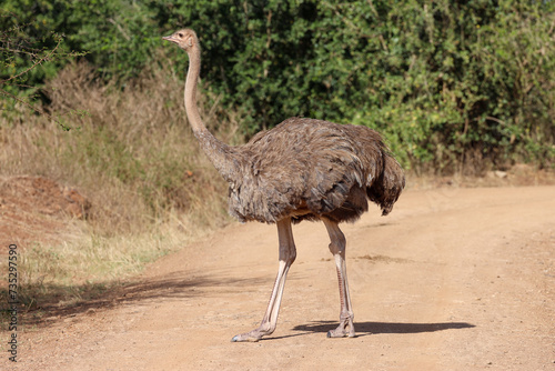 female ostrich on a dust road in Nairobi NP
