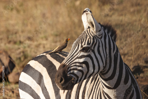 фотографія a zebra with an oxpecker on its back