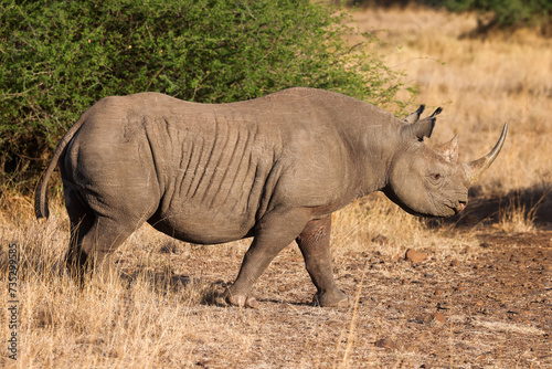 a black rhino in the bush of Nairobi NP