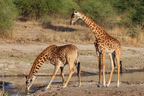 Photography two giraffes at a waterhole in Nairobi NP