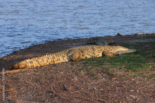 a big crocodile on the riverbank in Nairobi NP