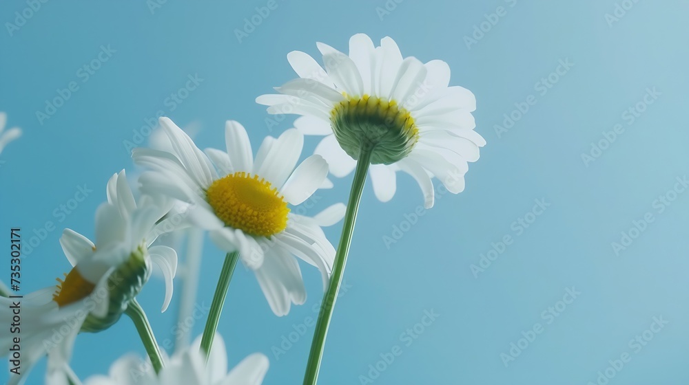 Generative AI : Daisy flowers on blue background.