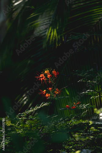 reflection of the light on flowers in the forest