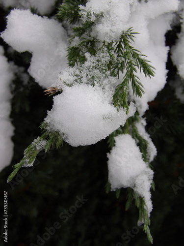 Zbliżenie na gałązki jałowca pokryte śniegiem