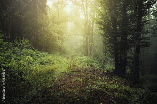 morning in the woods, green...