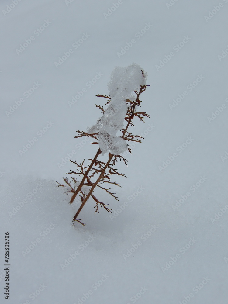 Zbliżenie na gałązkę niewielkiej rośliny wystającą spod śniegu - obrazy, fototapety, plakaty 