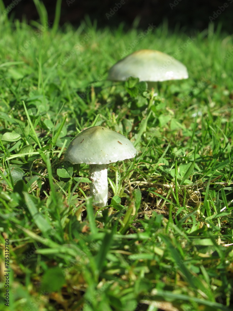 Zbliżenie na niewielkiego zielonego grzyba Zbliżenie na niewielkiego zielonego grzyba