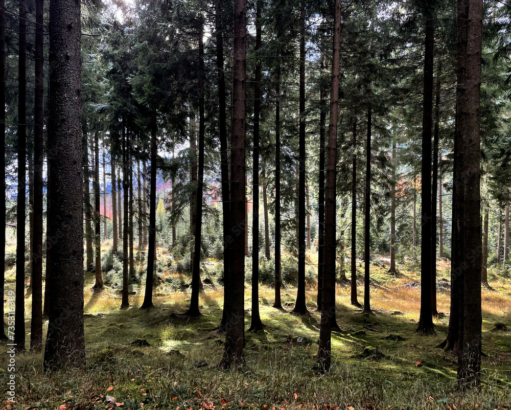 Fototapeta premium Nadelwald im Gegenlicht