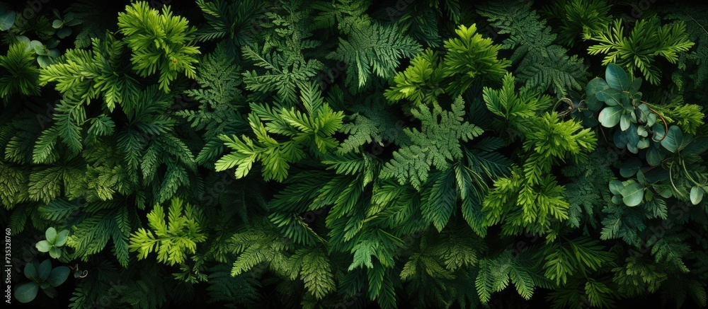 forest with aerial top view, forest ecosystem on green background forest with aerial top view, forest ecosystem on green background