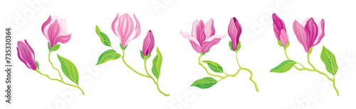 Pink Magnolia Flower with Green Stem and Leaf Vector Set