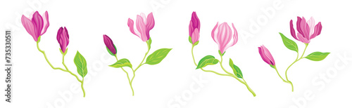 Pink Magnolia Flower with Green Stem and Leaf Vector Set