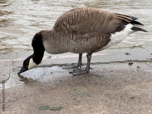 Eine europäische Wildgans steht an einem Fluss und trinkt Wasser. Der Hals ist schwarz, das Gefieder ist grau und im Gesicht hat die Gans weiße Backen photo