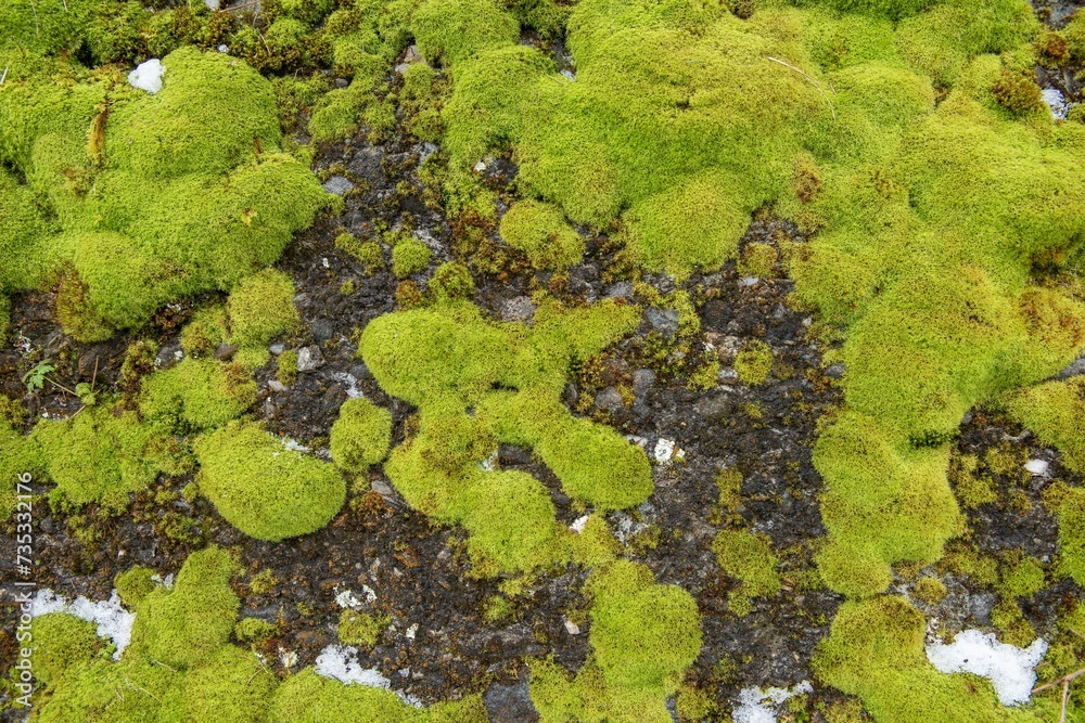  Natural moss background that can be used as backgrounds and textures. Natural moss on a rock wall. Green moss pattern.