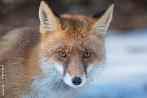 Portrait of a red fox looking straight to the camera. Wildlife photography. © Ungureanu