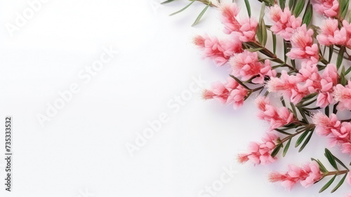 composition of a bouquet of pink Ozomanthus flowers, top view with copy space on a white background