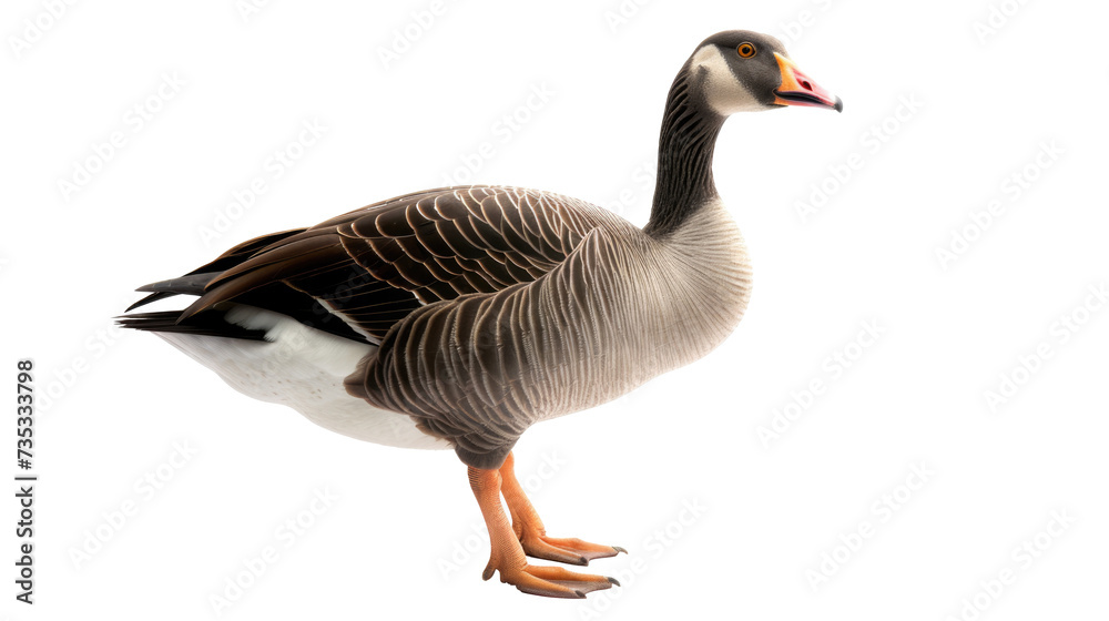Obraz premium goose isolated on transparent background