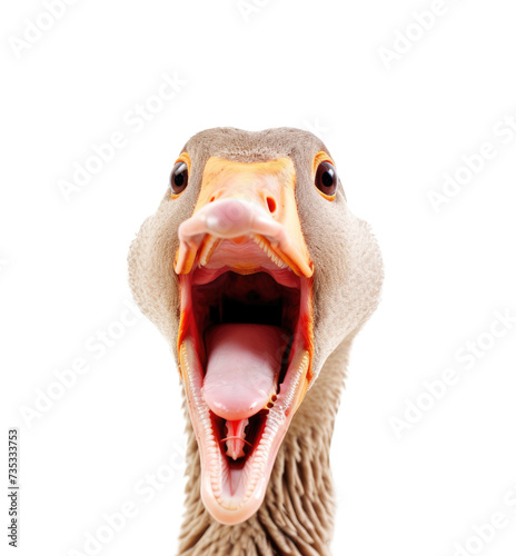 Goose doing a big honk or quack. White feathers beak wide open  calling  making noises isolated on transparent