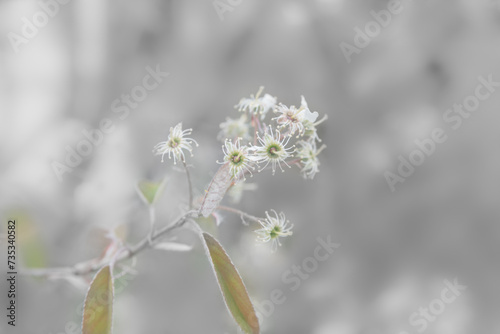 delicate white flower with light grey background