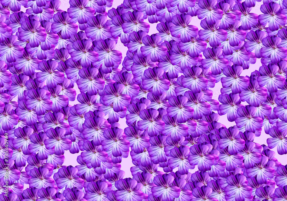 Obraz premium violet flowers background 